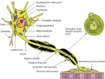 Nerve cells (Photo credit: Wikipedia)