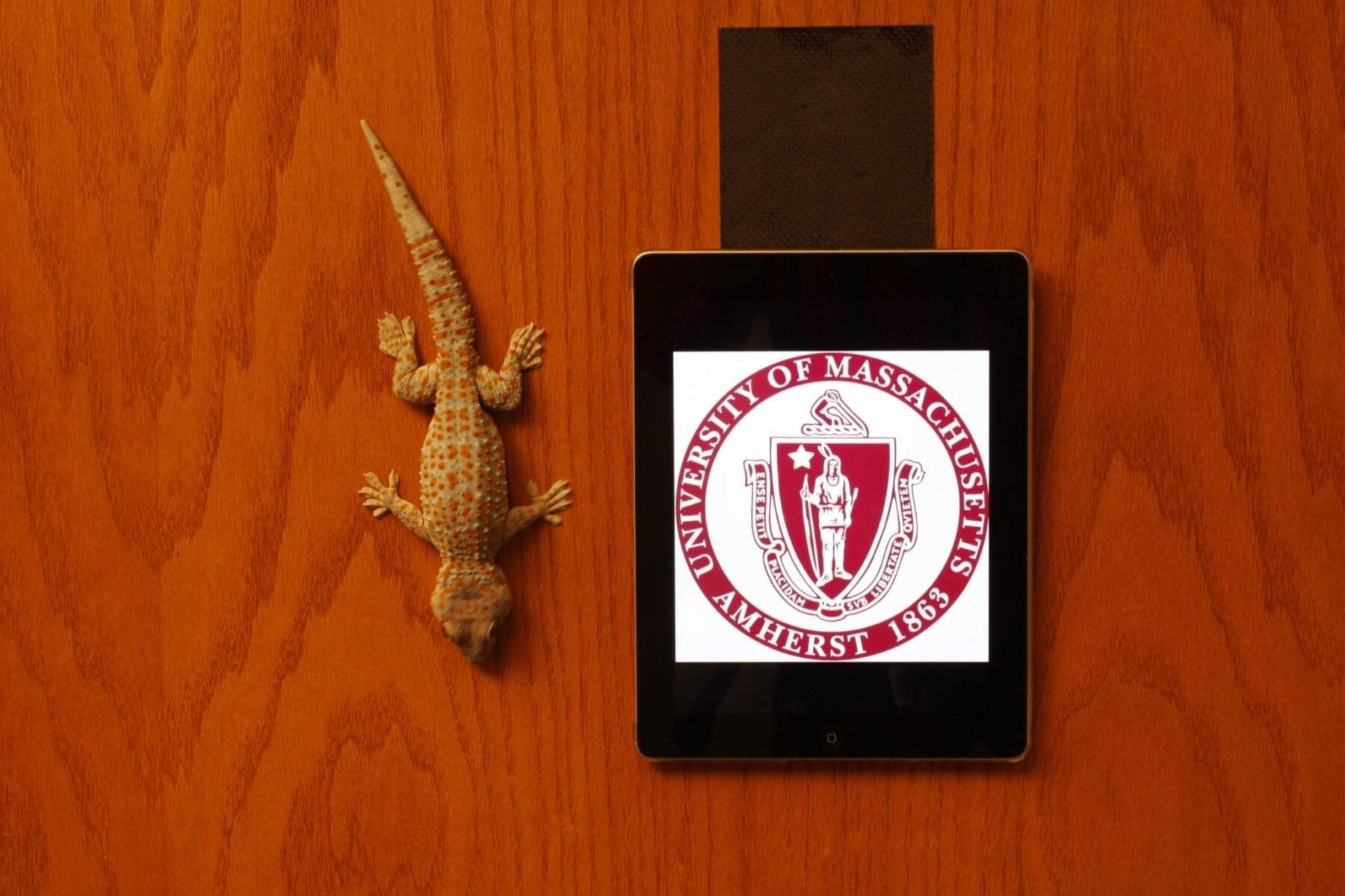 Gecko-like Adhesives Now Useful for Real World Surfaces