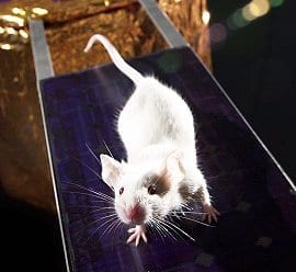 Infusion of young blood recharges brains of old mice, study finds