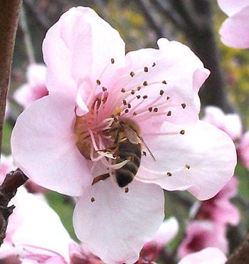 Study strengthens link between neonicotinoids and collapse of honey bee colonies