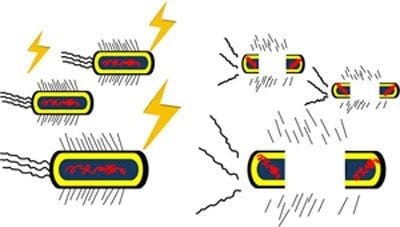 Pulsed electrical fields destroy antibiotic-resistant bacteria infecting burn injuries