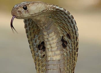 Experimental Trial Represents Promising Step Toward Universal Antidote for Snakebite