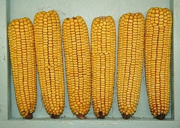 Perennial Corn Crops? It Could Happen with New Plant-Breeding Tool
