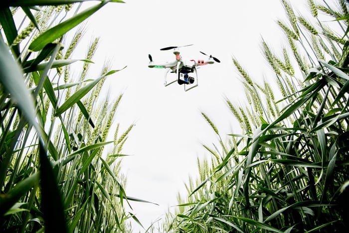 Photo by L. Brian Stauffer Drones – unmanned aerial vehicles – scout wheat on the university’s South Farms.