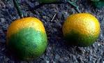 UF/IFAS researchers find chemicals that treat citrus greening in the lab