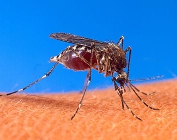 English: Stegomyia aegypti (formerly Aedes aegypti) mosquito biting a human. (Photo credit: Wikipedia)