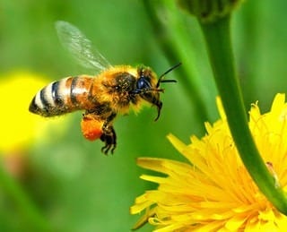 Our Bees, Ourselves: Bees and Colony Collapse