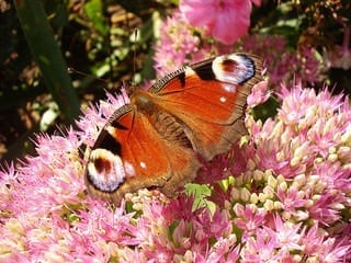 Butterfly on a flower (Photo credit: aivas14)