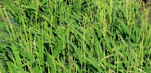 Generating a Genome to Feed the World: UA-Led Team Decodes African Rice