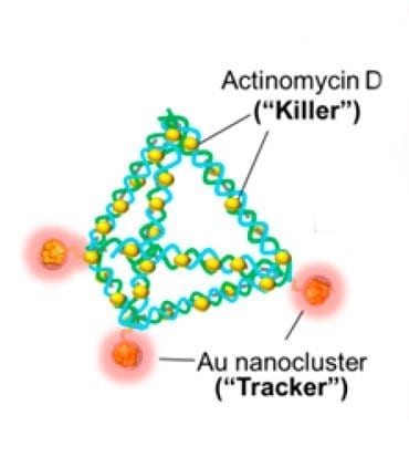 DNA pyramids, made with gold (Au) trackers and the germ-killer actinomycin D, are a potential new weapon in fighting bacterial infections. Credit: American Chemical Society