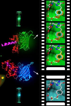 “Molecular movie” technology will enable extraordinary gains in bioimaging, health research