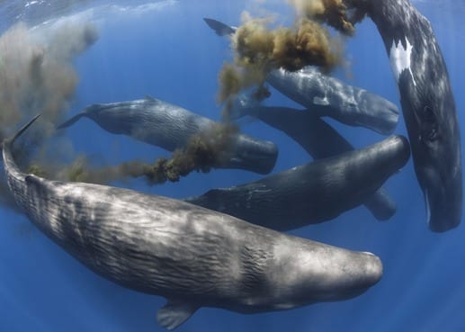 Whales as Ecosystem Engineers