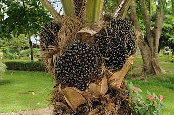 Gasification of oil palm biomass to produce clean producer gas for heat and power generation
