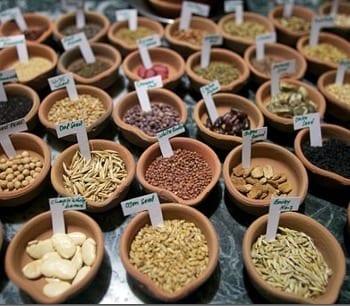 Saving Seeds the Right Way Can Save the World's Plants