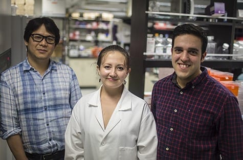 DANIEL ABERNATHY Andrew Yoo, PhD, (from left) Michelle Richner, Matheus Victor and their colleagues described a way to convert human skin cells directly into medium spiny neurons, a type of brain cell affected by Huntington’s disease.