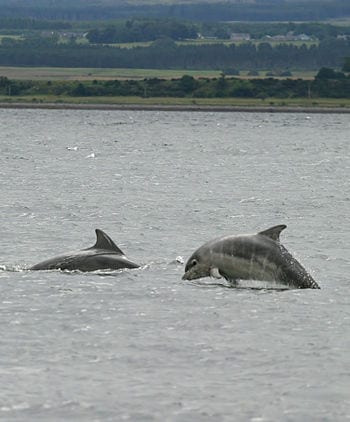 Baby bottlenose dolphin shannonry point 2006 (Photo credit: Wikipedia)