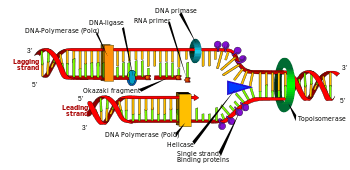 A breakthrough toward developing DNA-based electrical circuits