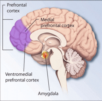 Regions of the brain affected by PTSD and stress. (Photo credit: Wikipedia)