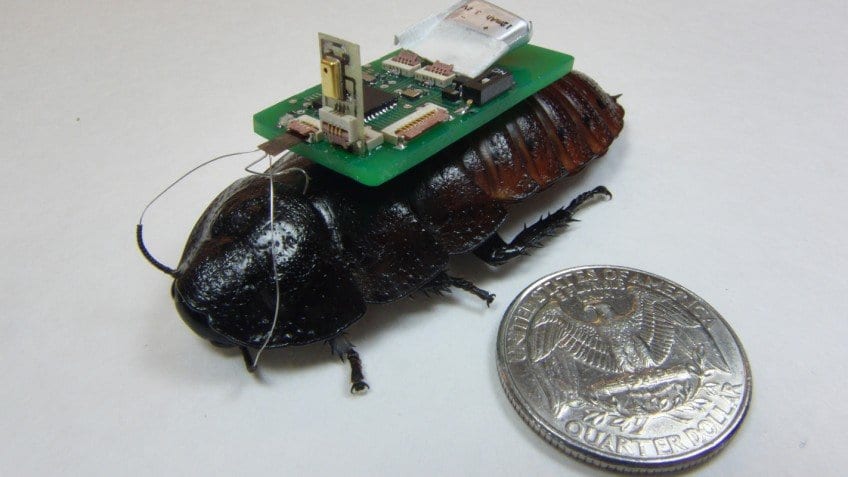 Cockroach Cyborgs Use Microphones to Detect, Trace Sounds