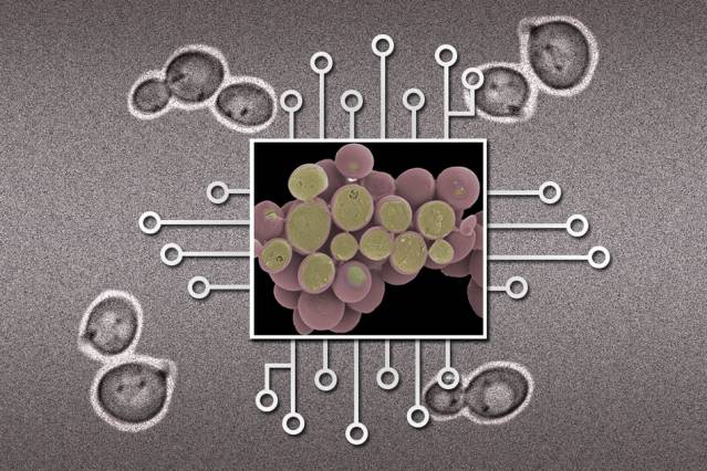 Illustration: Christine Daniloff/MIT (yeast cell images from National Institutes of Health)