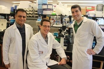 Photo courtesy McMaster University The report's authors: Waliul Khan, associate professor of pathology and molecular medicine and Gregory Steinberg, professor of medicine, with lead author and post-doctoral fellow Justin Cran.