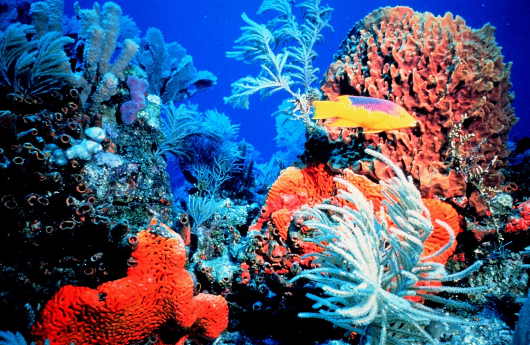 A glimmer of hope for corals as baby reef-builders cope with acidifying oceans