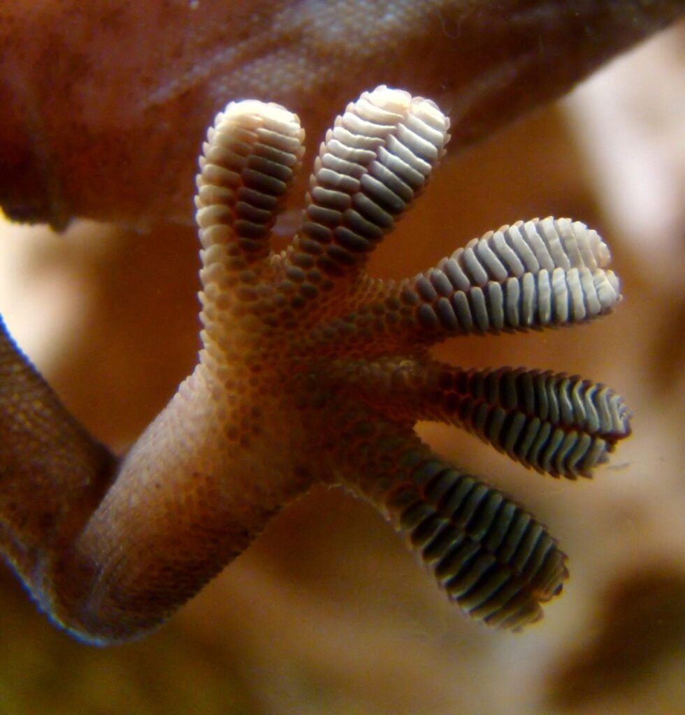 This is an image of a gecko foot. Researchers at NASA's Jet Propulsion Laboratory have developed a gripping system based on the way that gecko feet are able to stick to surfaces. Just as a gecko's foot has tiny adhesive hairs, the JPL devices have small structures that work in similar ways. Image credit: Wikimedia Commons