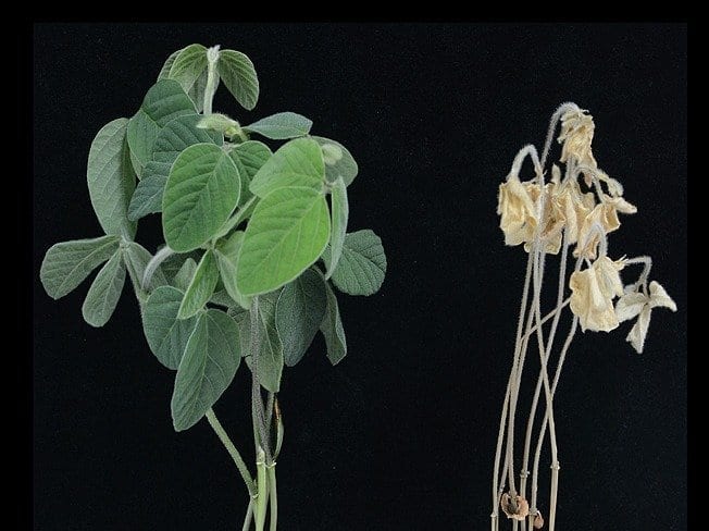 Research finds salt tolerance gene in soybean