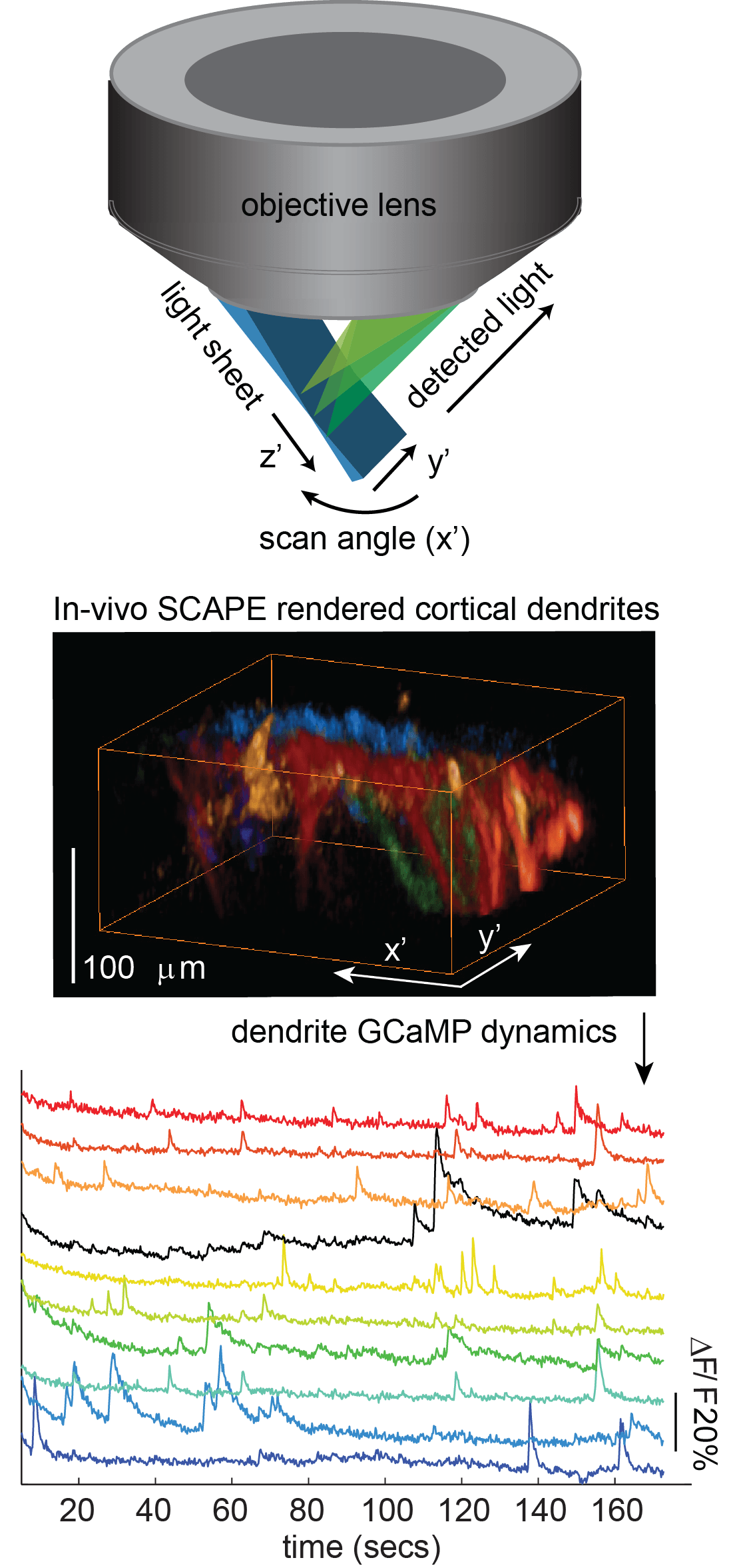 New High-Speed 3D Microscope—SCAPE—Gives Deeper View of Living Things