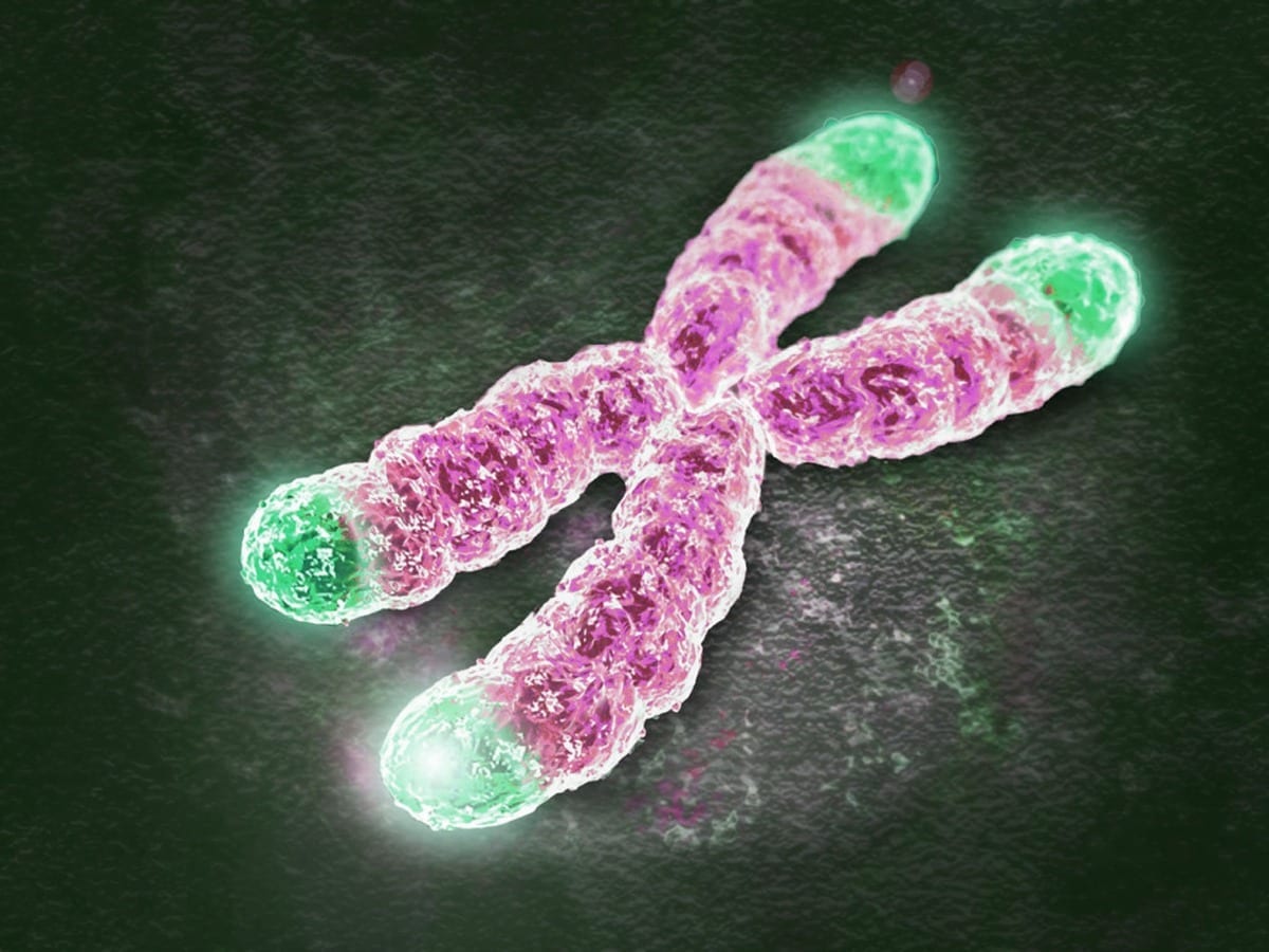 Telomere extension turns back aging clock in cultured human cells, study finds