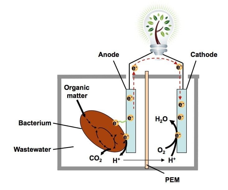 Running fuel cells on bacteria - biological fuel cell