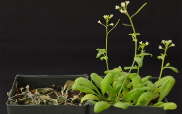 Sean Cutler’s lab introduced the engineered receptor into transgenic Arabidopsis to establish if it was sufficient to improve survival after drought, one measure of drought tolerance. The transgenic (right) but not non-transgenic plants (left) show improved survival after an extended drought. In this experiment water is withheld for 12 days, which cause severe wilting, and the plants are then re-watered to assess survival. 
