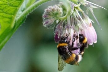 Bumblebees are important pollinators. Image: Dave Goulson