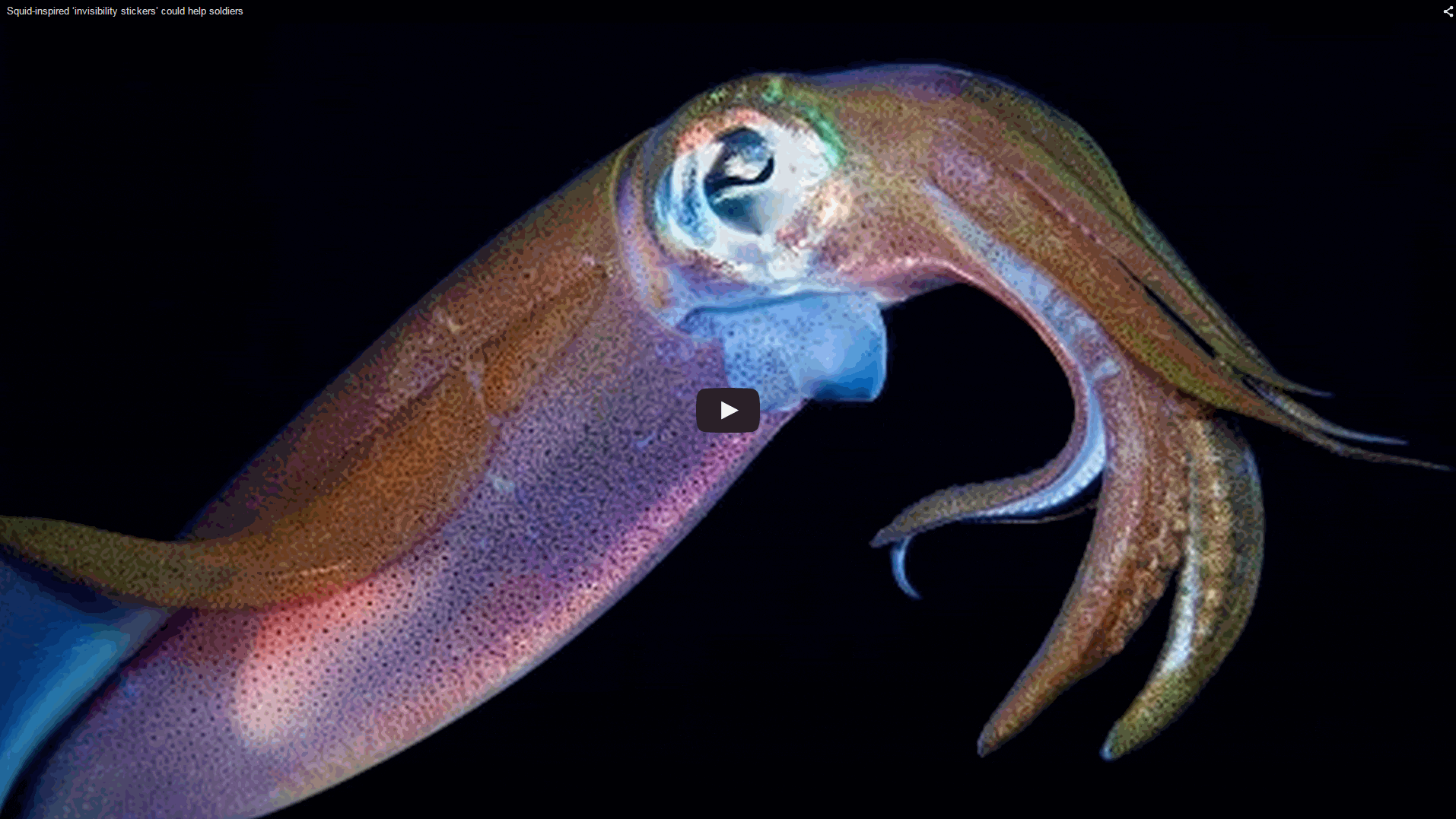 Squid-Inspired ‘Invisibility Stickers’ Could Help Soldiers Evade Detection in the Dark