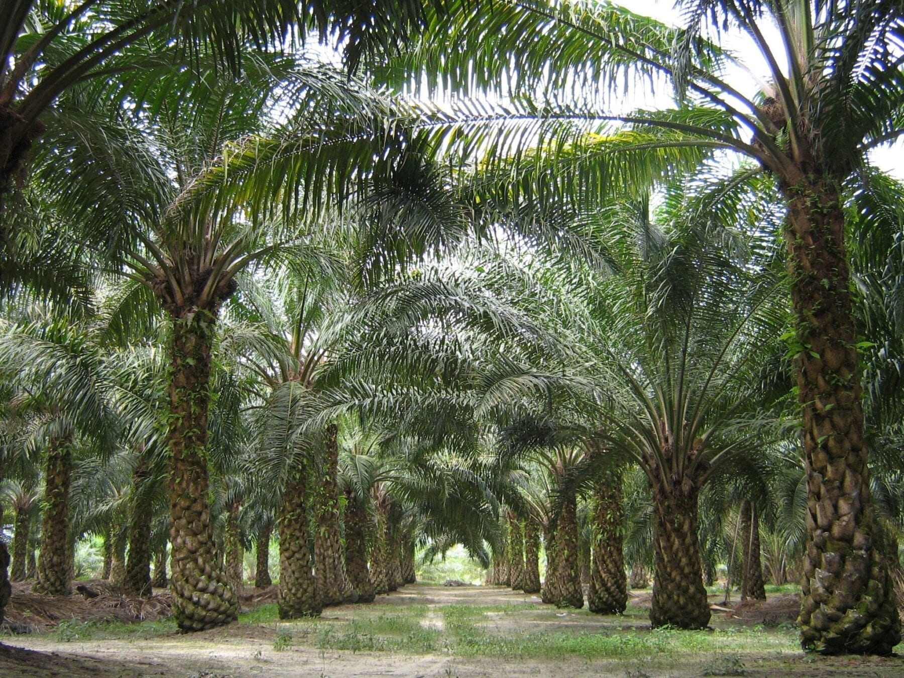Oil palm offers cheap biofuels and bioplastics
