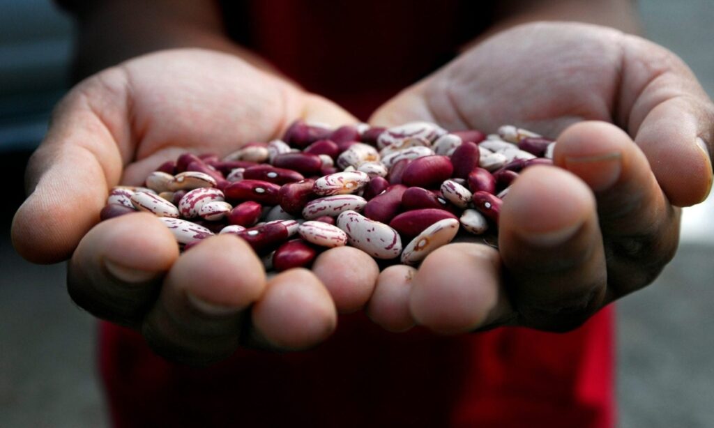 Beans have been a casualty of rising temperatures. But the new variety, developed through natural breeding, is more resilient to heat and drought. Photograph: Neil Palmer/CIAT