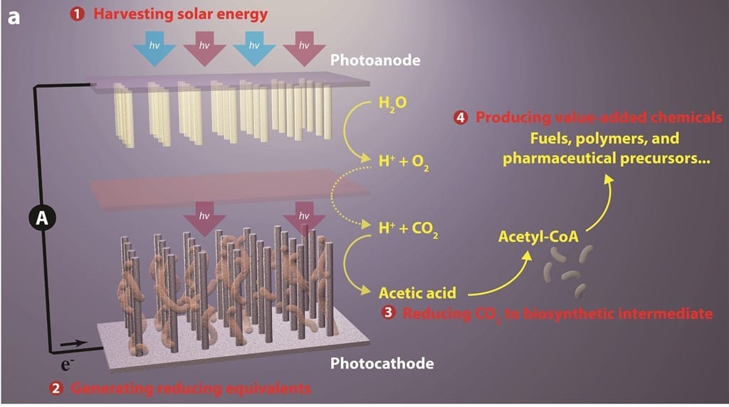 Major Advance in Artificial Photosynthesis Poses Win/Win for the Environment