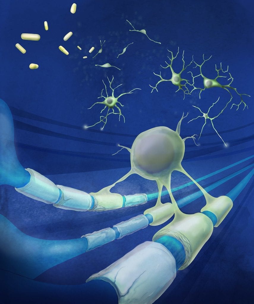 Two FDA approved drugs were found to stimulate stem cells in the brain and spinal cord to regenerate to the protective coating around neurons that is damaged in diseases such as multiple sclerosis. Illustrator: Megan Kern
