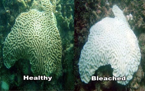 Climate engineering may save coral reefs, study shows
