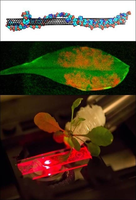 Nanobionic Leaf: DNA-coated carbon nanotubes (top) incorporated inside chloroplasts in the leaves of living plants (middle) boost plant photosynthesis. Leaves infiltrated with carbon nanotubes (orange) are imaged with a single particle microscope that monitors their near infrared fluorescence (bottom).