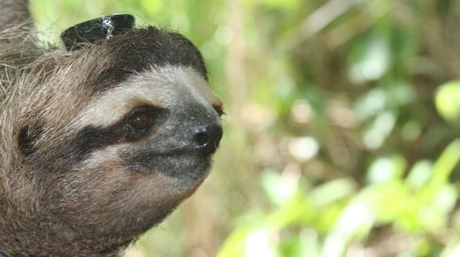 Visiting scientists from the Max Planck Institute of Ornithology used the Automated Radio Telemetry System on the Smithsonian's Barro Colorado Island in Panama to monitor sleep in wild sloths as they moved through the forest. (Photo by Niels Rattenborg, Max Planck Institute for Ornithology)