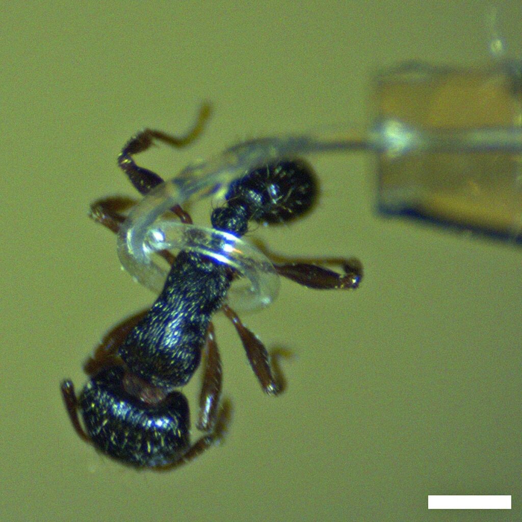 A micro-tentacle developed by Iowa State engineers spirals around an ant. Larger image. Photo courtesy of Jaeyoun (Jay) Kim.