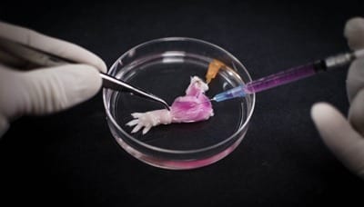A suspension of muscle progenitor cells is injected into the cell-free matrix of a decellularized rat limb, which provides shape and structure onto which regenerated tissue can grow. (Bernhard Jank, MD, Ott Laboratory, Massachusetts General Hospital Center for Regenerative Medicine)