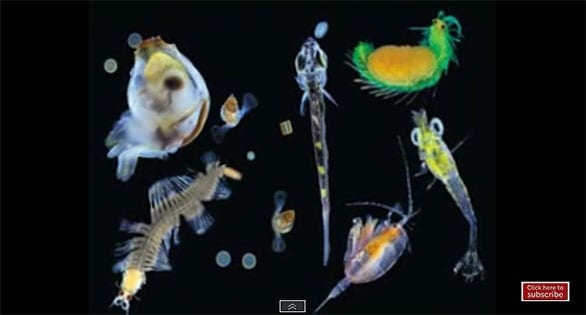 Microplastics entering ocean food web through zooplankton, researchers find
