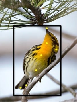 Merlin Identification Tool: Auto-Identify 400 Species of Birds