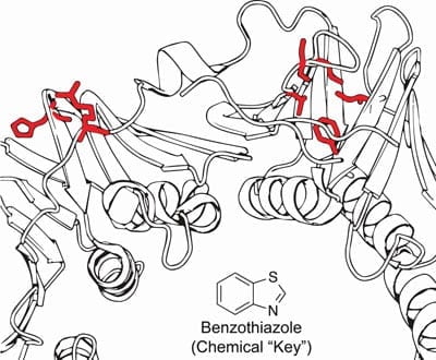 The researchers used the chemical benzothiazole as a molecular key to activate essential genes in bacteria. The red highlights the areas targeted for mutation. The method demonstrates a cheap, easy technique that could be used for the biocontainment of genetically modified organisms. (Image by Gabriel Lopez)