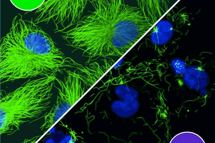 Incubated human cancer cell lines in cell culture, treated with our photostatin. Note the contrast in cell fate for those kept in the dark (left) versus those exposed to brief pulses of blue light (right). Credit: Malgorzata Borowiak, LMU Munich