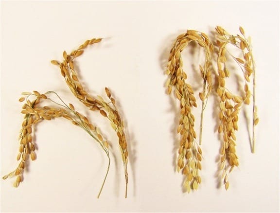 Tiny grains of rice hold big promise for greenhouse gas reductions, bioenergy