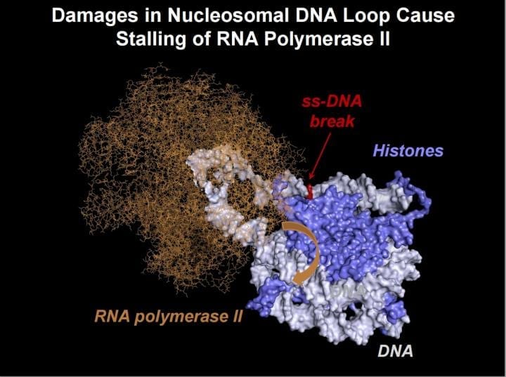 Estimated structure of the nucleosomal DNA loops, which are temporarily formed during transcription of chromatin containing intact DNA by RNA polymerase II (Pol II). In the presence of a single-strand DNA break, the loop structure likely changes, preventing rotation of the RNA polymerase along the DNA helix (orange arrow). CREDIT Nadezhda S. Gerasimova et al