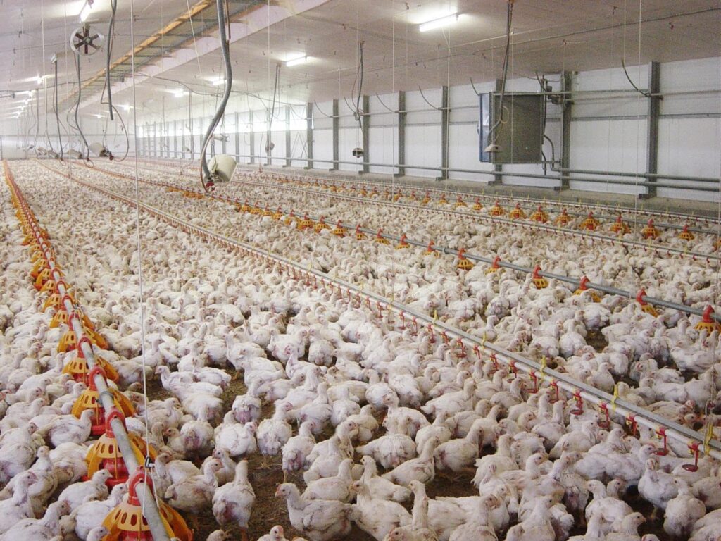  THIS IMAGE SHOWS CHICKENS IN AGRICULTURAL PRODUCTION. view more CREDIT: ANDREW READ, PENN STATE UNIVERSITY